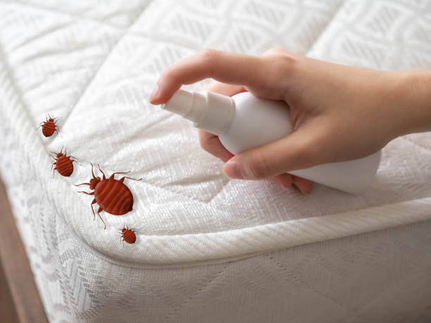 Best Local Pest Control Services  in Seguin, TX